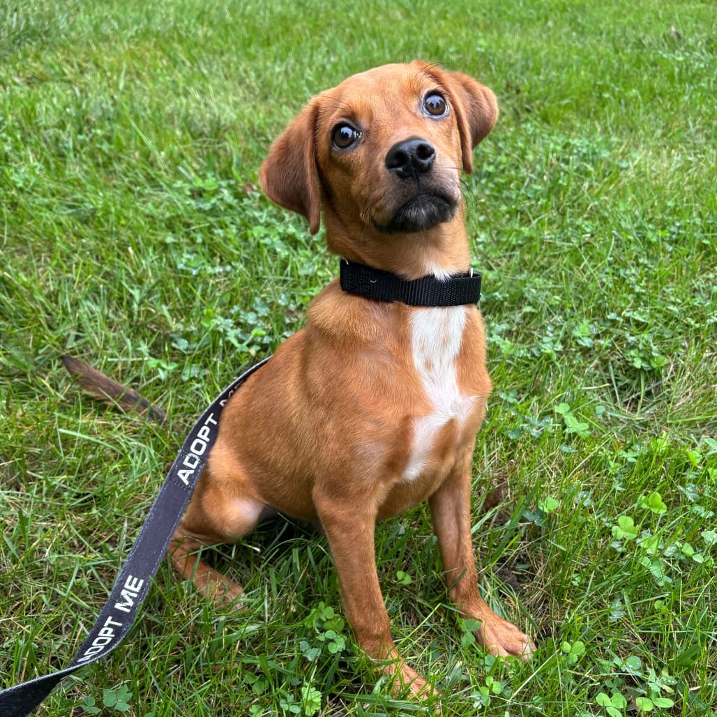 Photo of Silas, adoptable Mixed Breed (Small) in Dayton, Ohio