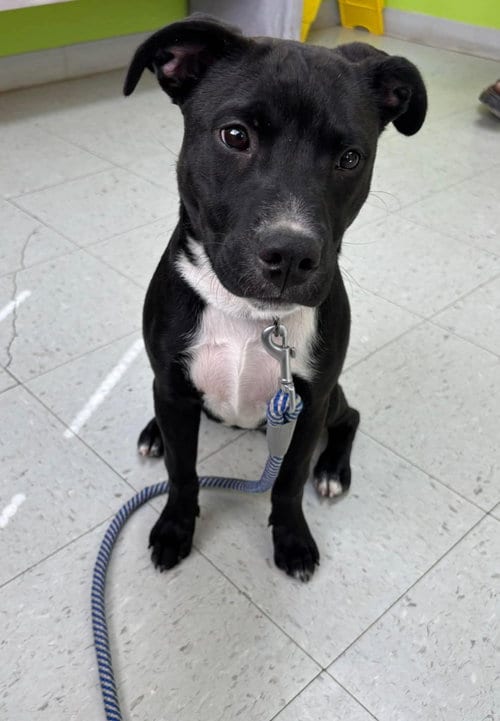 Photo of Chicken Nugget, adoptable Labrador Retriever in Rustburg, Virginia