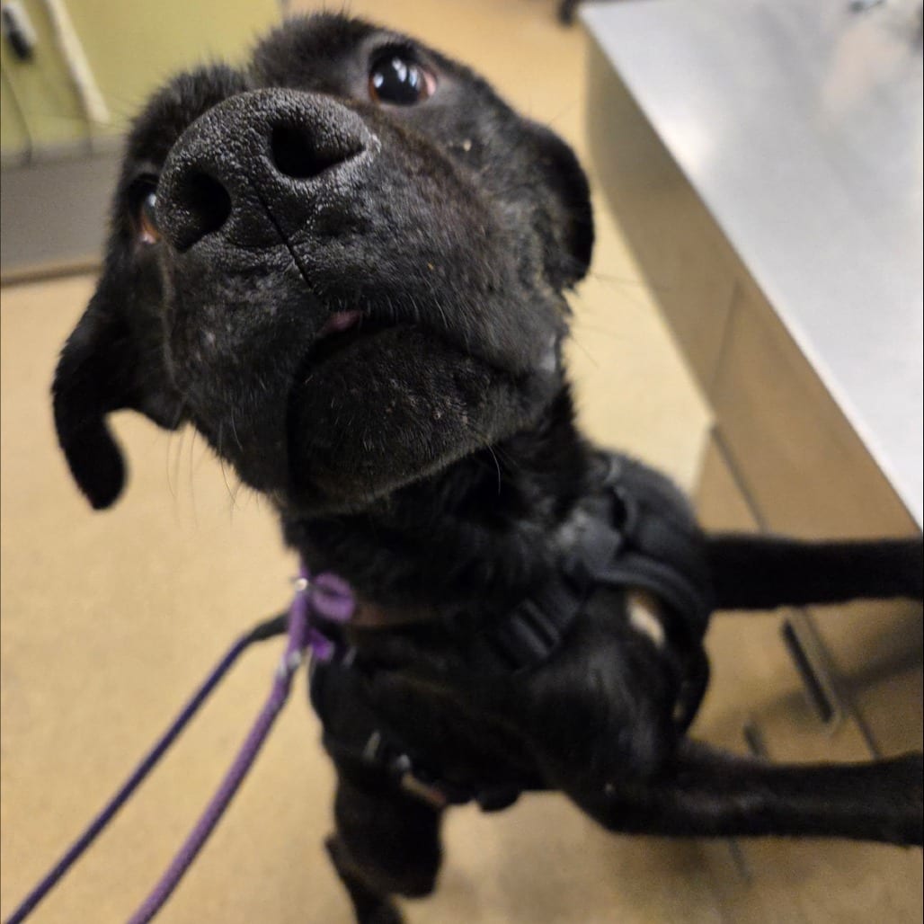 Photo of Rayleigh, adoptable Mixed Breed (Medium) in St. Louis, Missouri