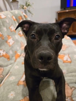 Photo of Doris, adoptable dog in Atlanta, Georgia