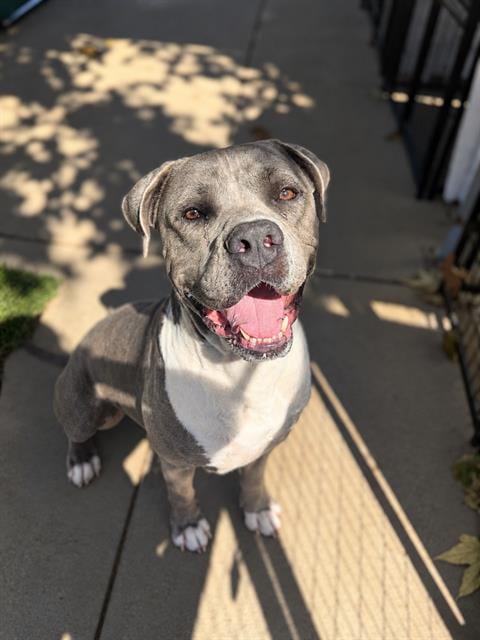 Photo of Mr.Broccoli, adoptable American Pit Bull Terrier in Chula Vista, California