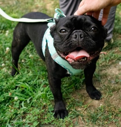 Photo of Peanut (with Brooklyn), adoptable Bulldog, French in Annapolis, Maryland