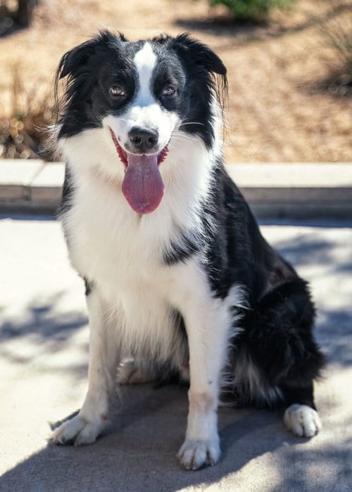Photo of Luffy, adoptable Australian Shepherd in Scottsdale, Arizona