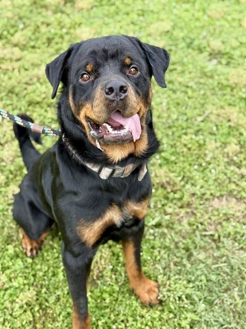 Photo of Zeus, adoptable Rottweiler in Fort Walton Beach, Florida