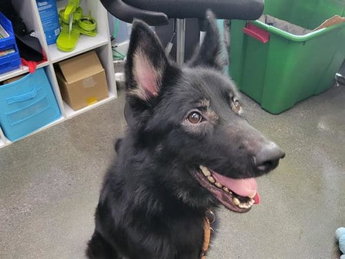 Photo of Fonzie, adoptable German Shepherd Dog in Palo Alto, California