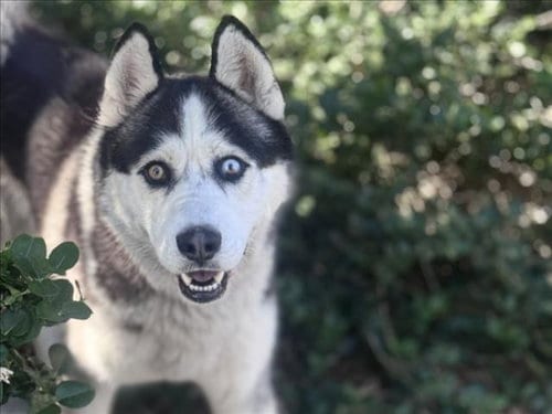 Photo of Murdock, adoptable Siberian Husky in San Pedro, California
