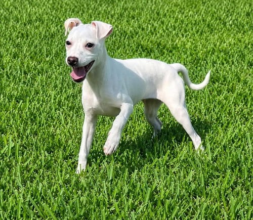 Photo of Tiffany Pup -Lima, adoptable Jack Russell Terrier in Pompano Beach, Florida