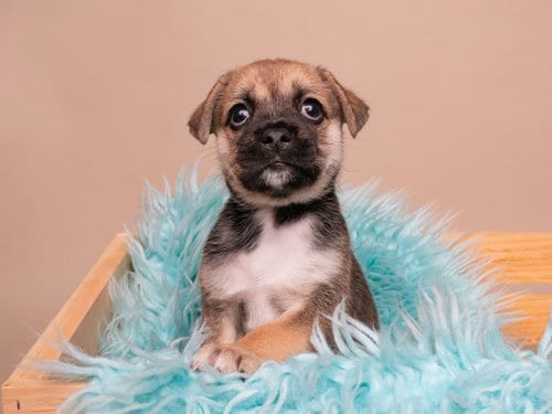 Photo of Ice Cube, adoptable Pug in Romoland, California