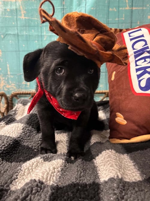 Photo of Twix, adoptable Terrier in Dorr, Michigan