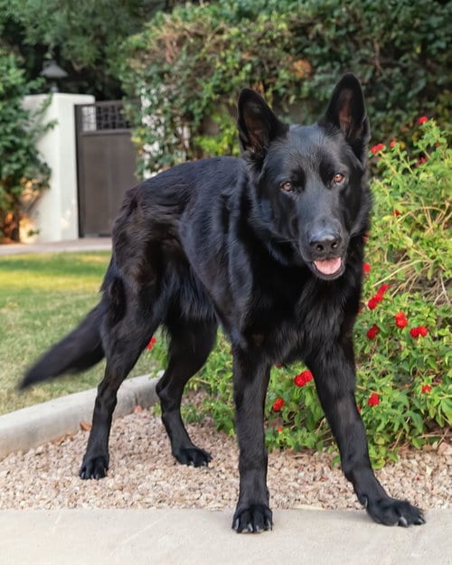 Photo of Mikey, adoptable German Shepherd Dog in Scottsdale, Arizona