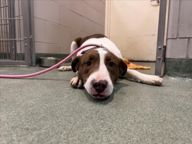 Photo of Pie, adoptable Mixed Breed in Santa Fe, New Mexico