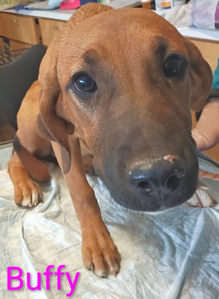 Photo of Buffy, adoptable Bloodhound in Mena, Arkansas