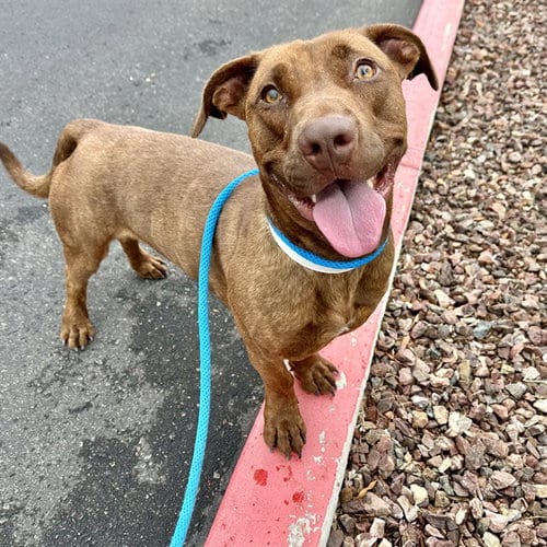 Photo of Jalen, adoptable American Pit Bull Terrier in Mesa, Arizona