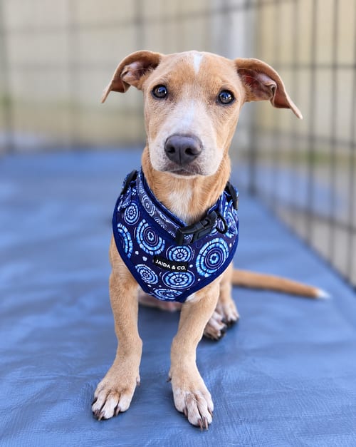 Photo of Blake, adoptable Unknown breed (short coat) in Morganville, New Jersey