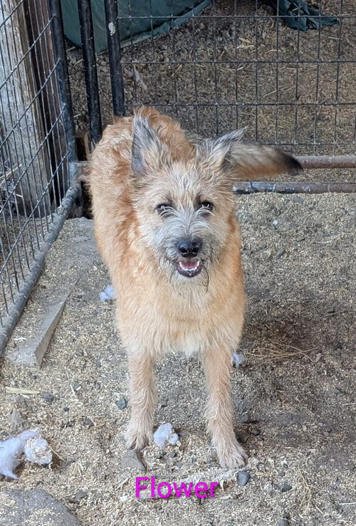 Photo of Flower, adoptable Terrier in Yreka, California