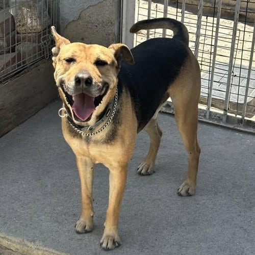 Photo of Charlie, adoptable Shepherd in San Diego, California