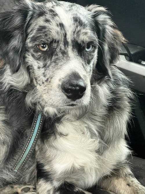 Photo of Merle, adoptable Australian Shepherd in Little Rock, Arkansas