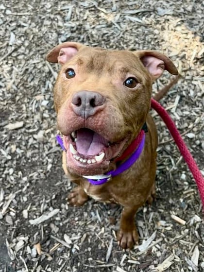Photo of Akron, adoptable dog in Baltimore, Maryland