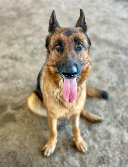 Photo of Buttercup, adoptable German Shepherd Dog in Riverside, California