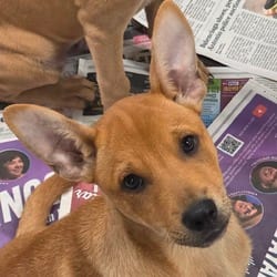 Photo of Gregory FJ, adoptable Mixed Breed (Medium) Australian Cattle Dog in Rosemont, Illinois