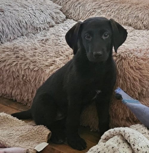 Photo of Kodiak, adoptable Labrador Retriever in Tracy City, Tennessee