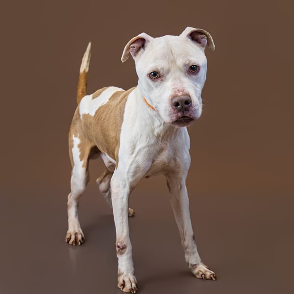 Photo of Vc 3 Franklin, adoptable Pit Bull cross in Lawrenceville, Georgia