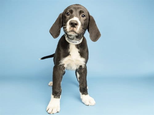 Photo of Tina, adoptable Great Pyrenees in Phoenix, Arizona