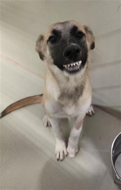 Photo of Winnie, adoptable German Shepherd Dog in Bakersfield, California