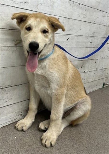 Photo of Waldo, adoptable Siberian Husky in San Bernardino, California