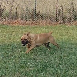 Photo of Leonard, adoptable English Bulldog in Chattanooga, Tennessee