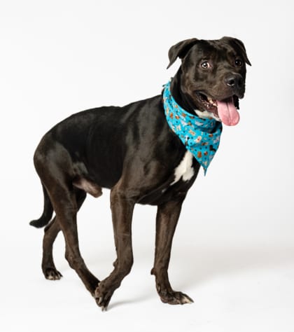 Photo of Bronco, adoptable dog in Atlanta, Georgia