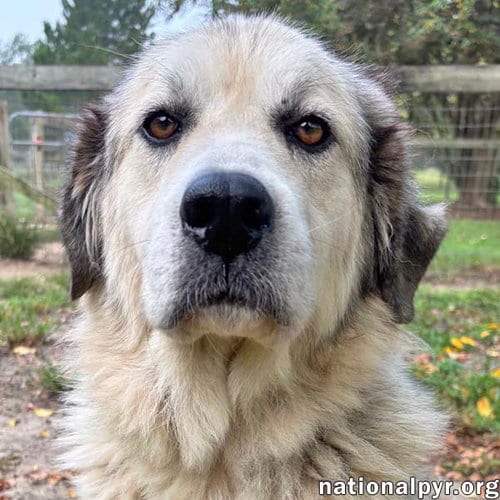 Photo of Baylee in GA - Loves Pup Cups, adoptable Great Pyrenees in Beacon, New York