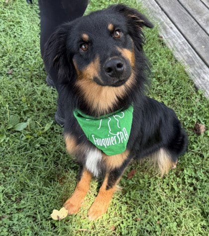 Photo of Rubicon, adoptable Australian Shepherd in Warrenton, Virginia