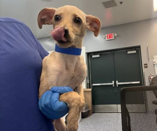 Photo of Paco, adoptable Chihuahua in Thousand Palms, California