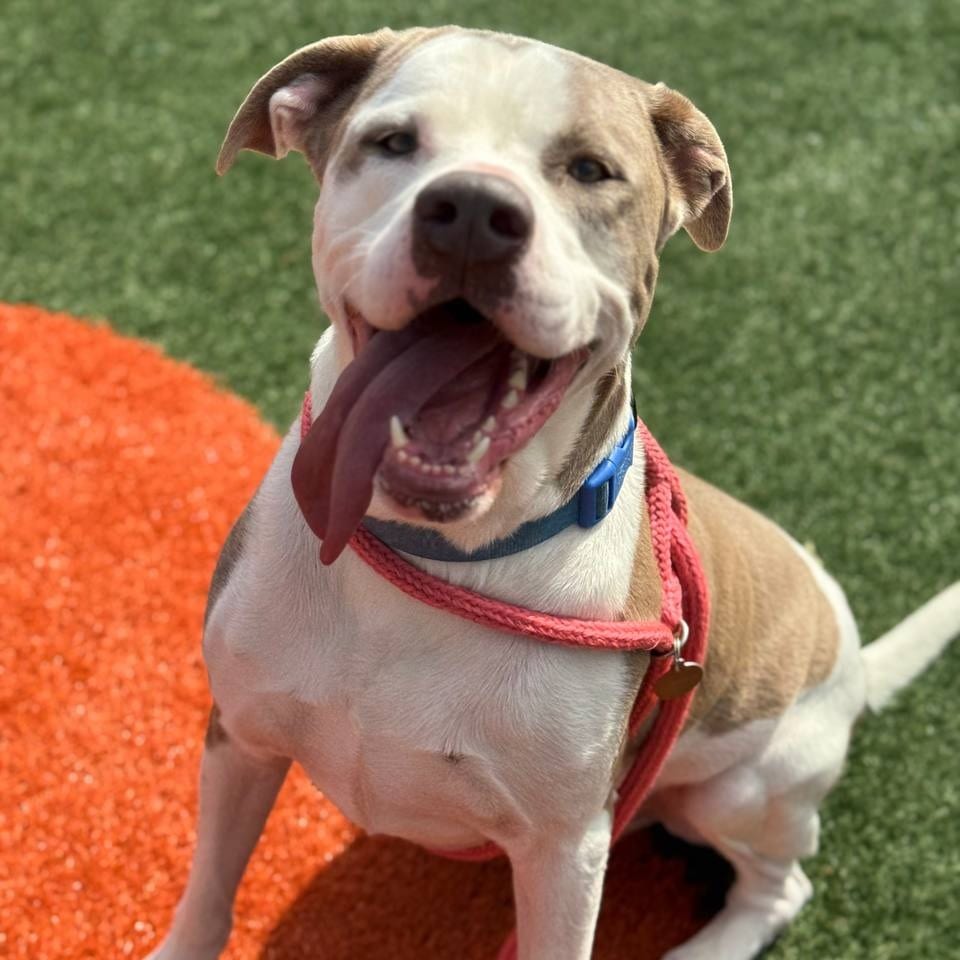 Photo of Ben Boykevich, adoptable Mixed Breed (Large) / None in St. Louis, Missouri