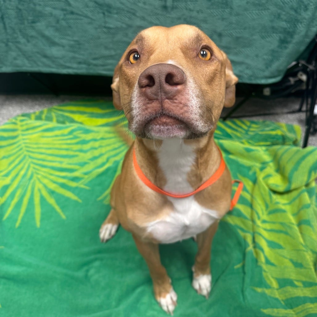Photo of Simba, adoptable Terrier, Pit Bull in Henderson, Nevada