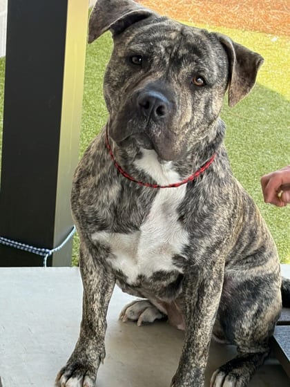 Photo of Missy, adoptable dog in Atlanta, Georgia