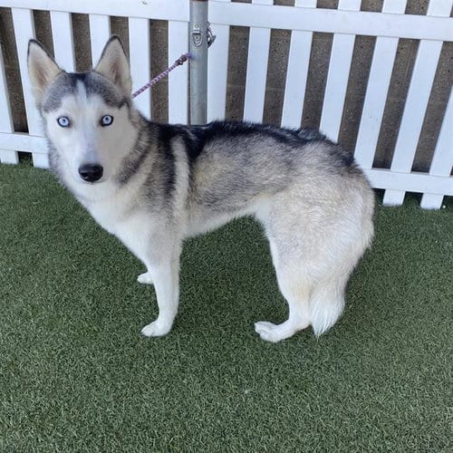 Photo of Bluey, adoptable Siberian Husky in Modesto, California