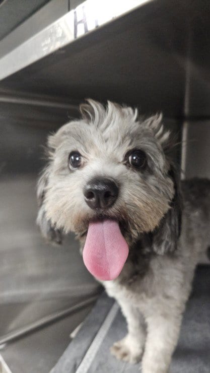 Photo of Hailey, adoptable Poodle (Miniature) in Chatsworth, California