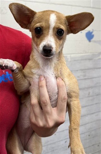 Photo of Aspen, adoptable Chihuahua in San Bernardino, California
