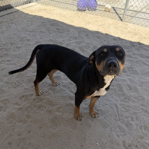 Photo of Yoyo, adoptable Rottweiler in Thousand Palms, California