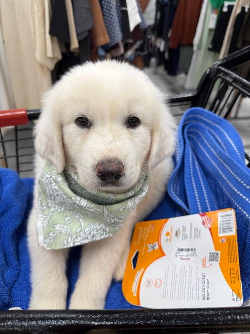 Photo of Fenrir, adoptable Great Pyrenees in Vail, Arizona