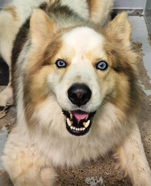 Photo of Will, adoptable Siberian Husky in Houston, Texas