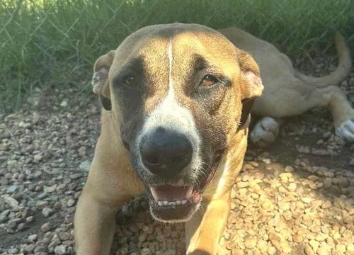 Photo of Moose, adoptable Boxer in Anniston, Alabama