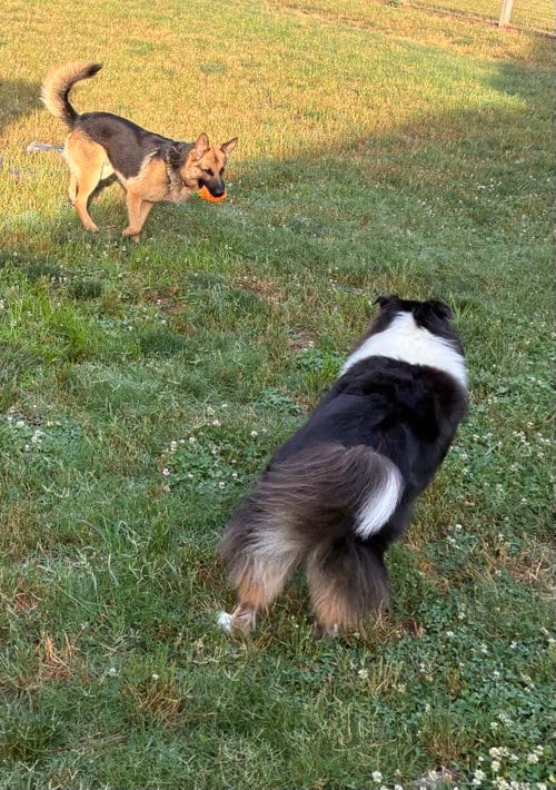 Photo of Flynn, adoptable German Shepherd Dog in La Grange, North Carolina