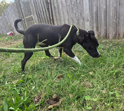 Photo of Layla, adoptable Terrier in Jackson, Mississippi