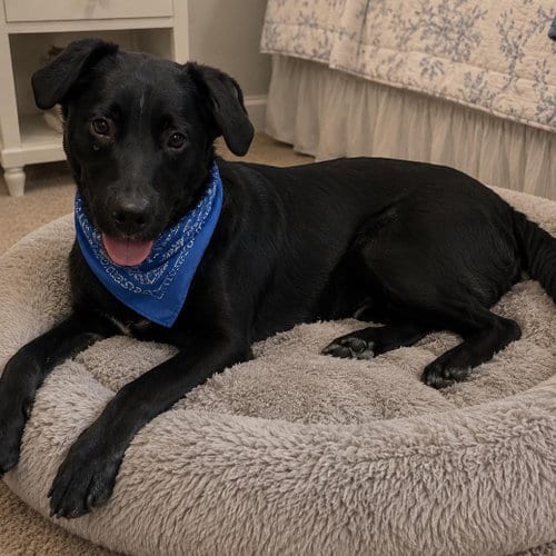 Photo of Ranger, adoptable Australian Cattle Dog/Blue Heeler in Mobile, Alabama