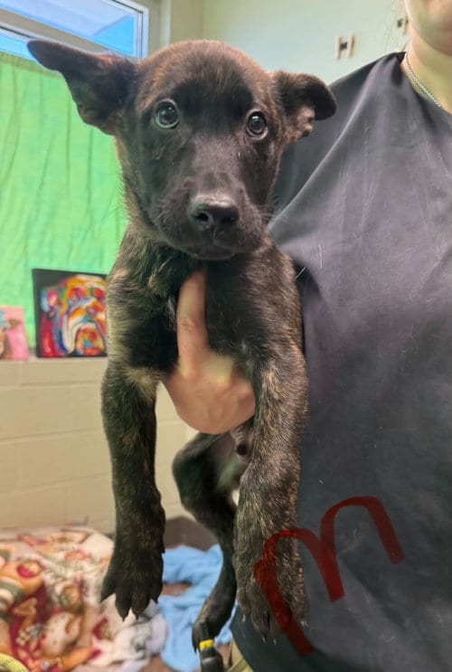 Photo of Storm (NY-Emily), adoptable Belgian Shepherd Malinois in SHERBURNE, New York