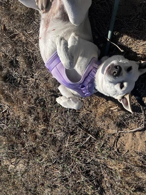 Photo of Juniper, adoptable Queensland Heeler in Lompoc, California