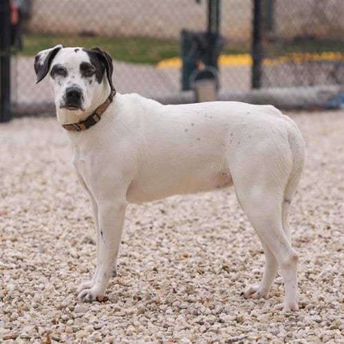 Photo of Perdita, adoptable Dalmatian in Waco, Texas